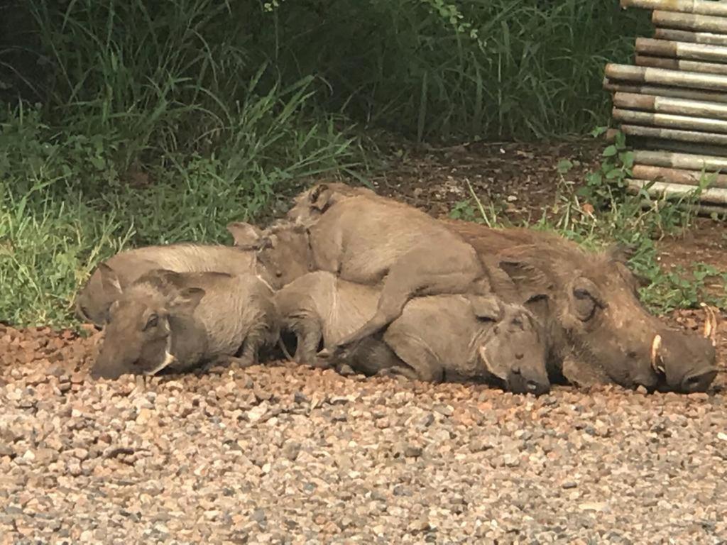 515 On Warthog By The River Marloth Park Εξωτερικό φωτογραφία