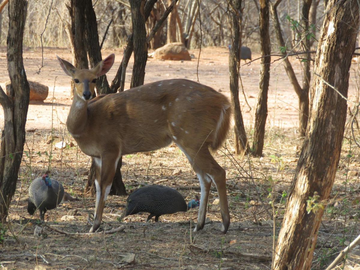 515 On Warthog By The River Marloth Park Εξωτερικό φωτογραφία